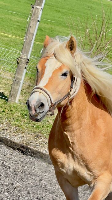 Haflinger Stute 14J, Corina Meier, Horses For Sale, Zürich