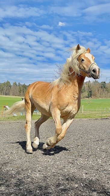 Haflinger Stute 14J, Corina Meier, Horses For Sale, Zürich, Image 5