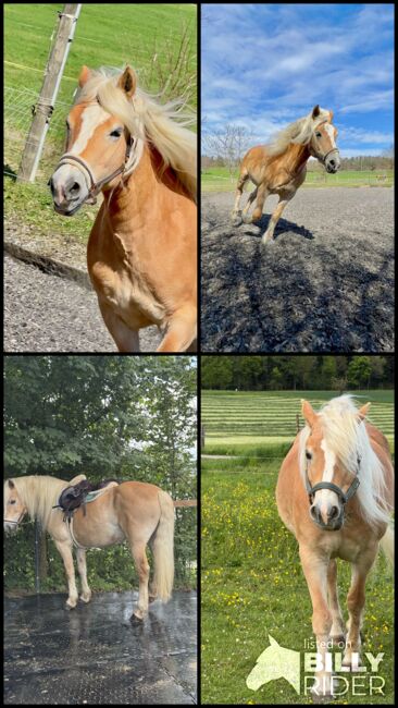 Haflinger Stute 14J, Corina Meier, Horses For Sale, Zürich, Image 7
