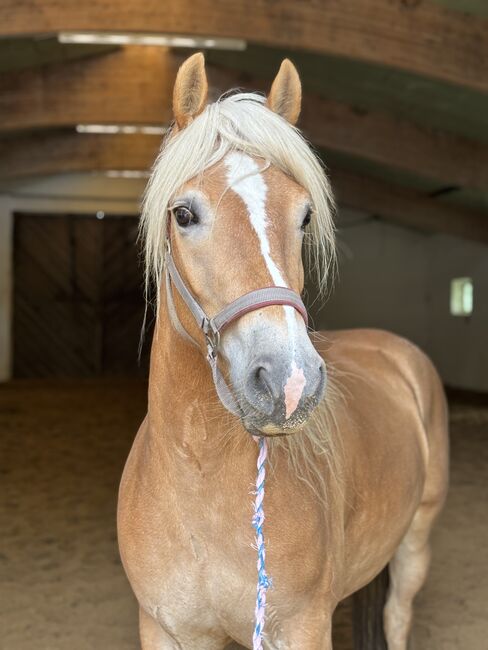 Haflinger Stute 3 jährig, Romi, Horses For Sale, Hermannsburg
