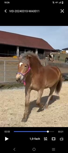 Haflinger Stute 3 Jahre sucht Lebens Platz Freistadt OÖ, Nicole Kapeller, Horses For Sale, Freistadt , Image 3