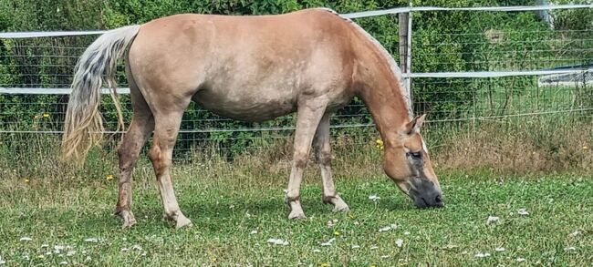 Haflinger Stute 3 Jahre sucht Lebens Platz Freistadt OÖ, Nicole Kapeller, Horses For Sale, Freistadt , Image 2