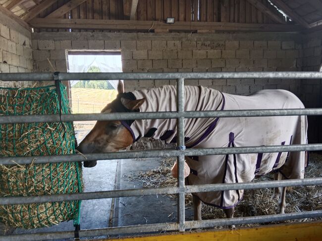 Haflinger Stute 3 Jahre sucht Lebens Platz Freistadt OÖ, Nicole Kapeller, Horses For Sale, Freistadt , Image 5