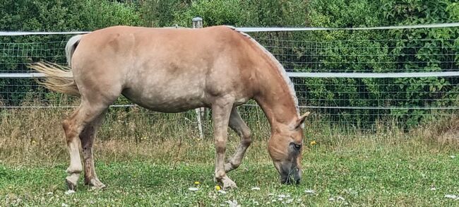 Haflinger Stute 3 Jahre sucht Lebens Platz Freistadt OÖ, Nicole Kapeller, Horses For Sale, Freistadt , Image 8