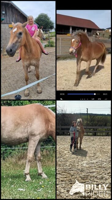 Haflinger Stute 3 Jahre sucht Lebens Platz Freistadt OÖ, Nicole Kapeller, Horses For Sale, Freistadt , Image 10