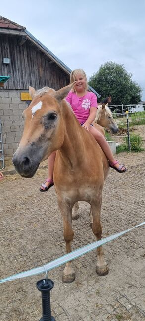 Haflinger Stute 3 Jahre sucht Lebens Platz Freistadt OÖ, Nicole Kapeller, Horses For Sale, Freistadt 