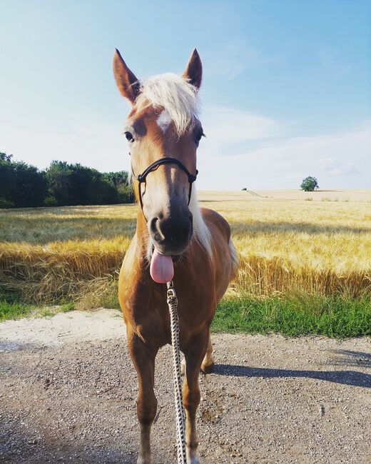 Haflingerstute 4 Jahre, Lisa Häusler, Horses For Sale, Großweikersdorf, Image 2