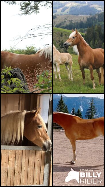 Haflingerstute Familienpferd, Monika , Horses For Sale, Südtirol , Image 7
