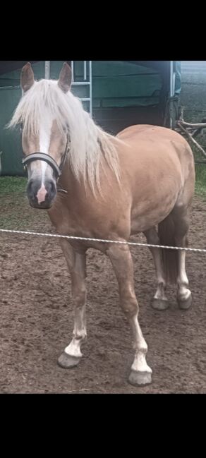 Haflingerstute zu verkaufen, Tobias, Horses For Sale, Schluderns