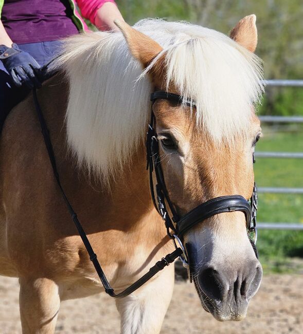 Haflingerstute ❤️, Denise, Horses For Sale, Aurolzmünster , Image 3