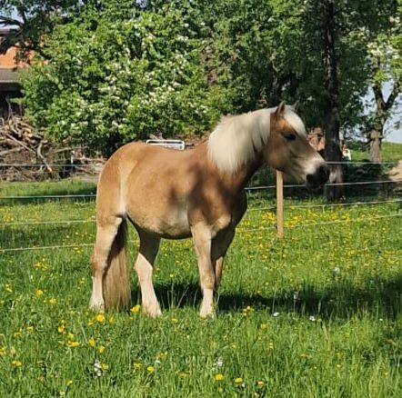 Haflingerstute ❤️, Denise, Horses For Sale, Aurolzmünster 