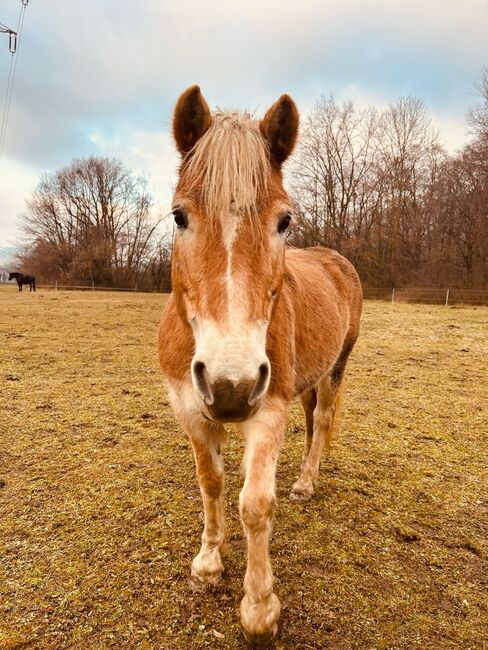 Haflinger Stute, Jana Wurm, Horses For Sale, Golling, Image 6