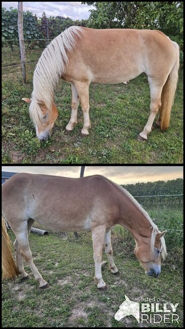 Haflinger Stute, Kathi, Horses For Sale, Höflein, Image 3