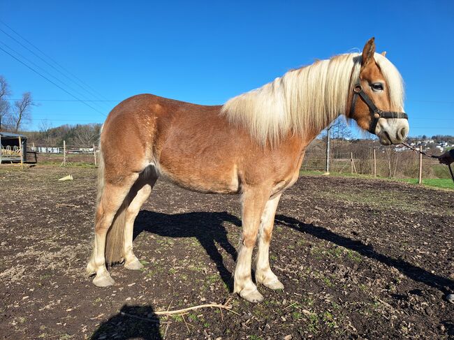 Haflinger Stute, Martin Rösner , Horses For Sale, Piberbach , Image 3