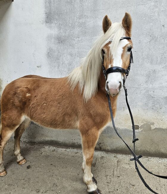 Haflingerstute, Christina , Horses For Sale, Pöls, Image 7