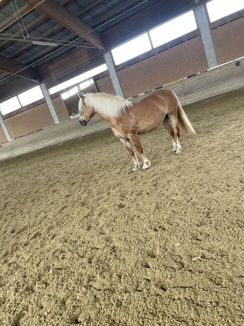 Haflingerstute, Tanja, Horses For Sale, Spittal an der Drau , Image 4