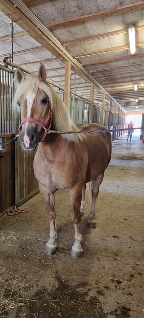 Haflingerstute, Tanja, Horses For Sale, Spittal an der Drau , Image 2