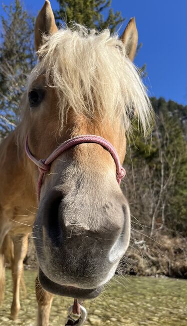 Haflingerstute, Michaela Mitterhumer , Horses For Sale, Steinbach , Image 2