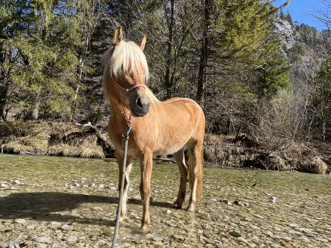 Haflingerstute, Michaela Mitterhumer , Horses For Sale, Steinbach 