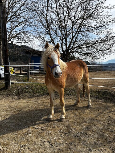Haflinger Stute, Claudia K, Horses For Sale, Völkermarkt, Image 2