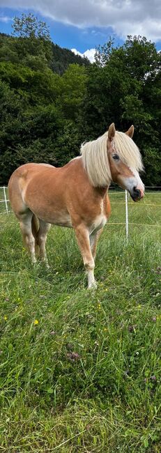 Haflinger Stute, Claudia K, Horses For Sale, Völkermarkt, Image 4