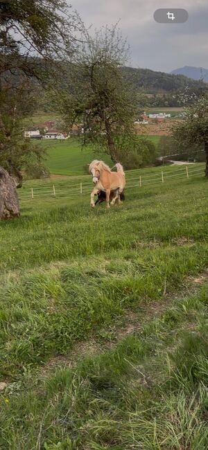 Haflinger Stute, Claudia K, Horses For Sale, Völkermarkt, Image 5