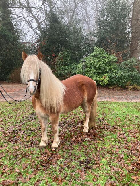 Haflinger Stute, Louisa Sandstede , Horses For Sale, Edewecht