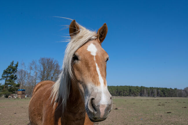 Haflingerstute, Janine, Horses For Sale, Taucha