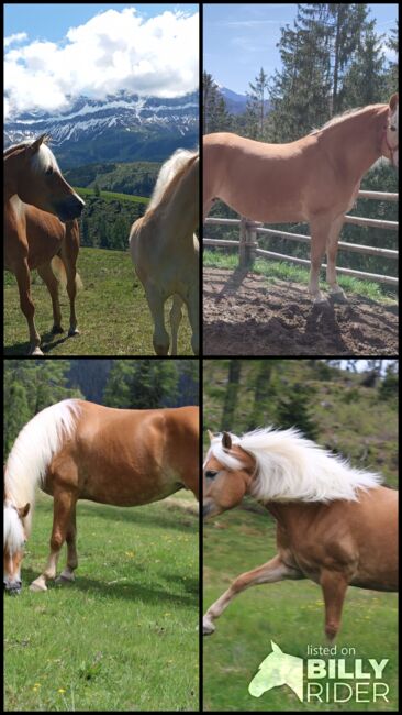 Haflingerstute, Monika , Horses For Sale, Südtirol , Image 6