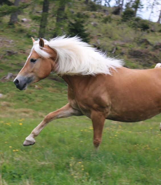 Haflingerstute, Monika , Horses For Sale, Südtirol , Image 2