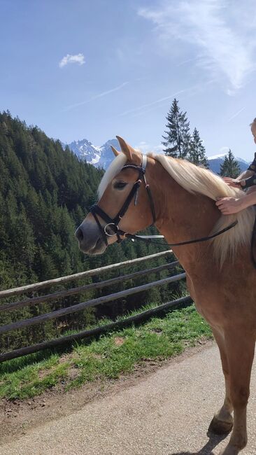 Haflingerstute, Monika , Horses For Sale, Südtirol , Image 4