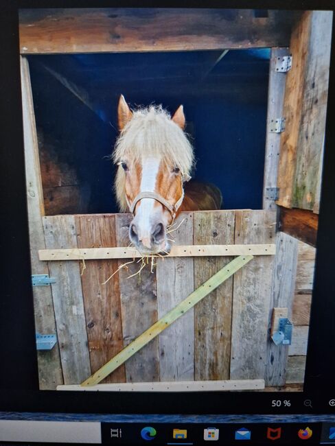 Haflinger Stute Freizeit, Mario, Horses For Sale, Dorsten