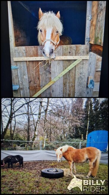 Haflinger Stute Freizeit, Mario, Horses For Sale, Dorsten, Image 3