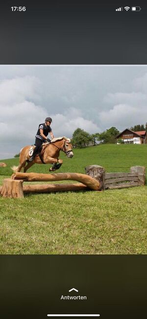Haflingerstute Verlasspferd, Brigitte , Horses For Sale, Biberbach 