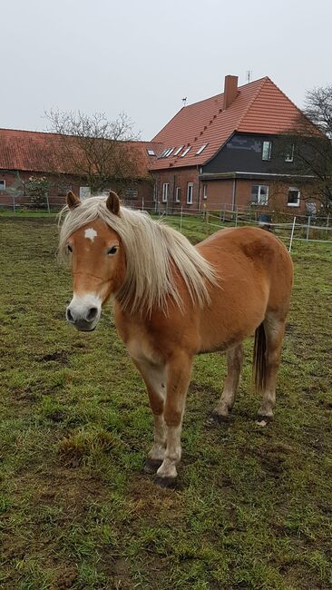 Haflinger Stute an, Langenbrink , Horses For Sale, Warpe , Image 3