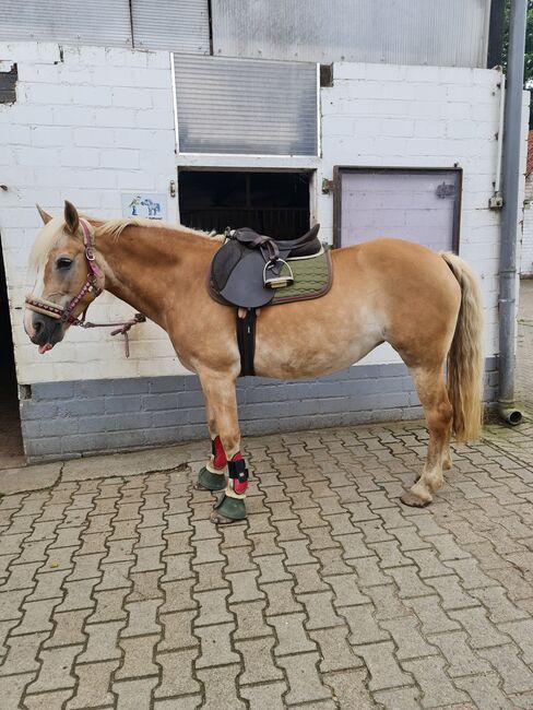 Haflingerstute 15 Jahre, Melanie, Horses For Sale, Rheinberg, Image 3