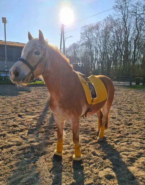 Haflingerstute 15 Jahre, Melanie, Horses For Sale, Rheinberg, Image 4
