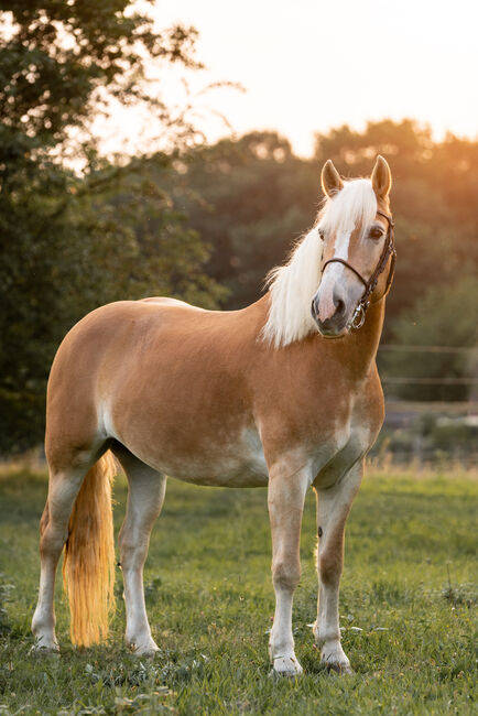 Haflingerstute 15 Jahre, Melanie, Horses For Sale, Rheinberg
