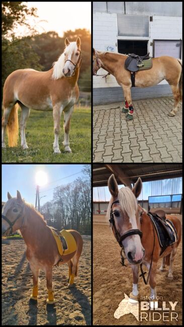 Haflingerstute 15 Jahre, Melanie, Horses For Sale, Rheinberg, Image 7