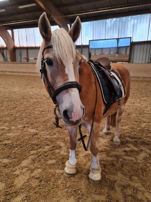 Haflingerstute 15 Jahre, Melanie, Horses For Sale, Rheinberg, Image 5