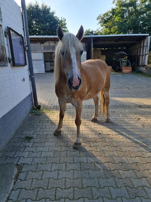 Haflingerstute 15 Jahre, Melanie, Horses For Sale, Rheinberg, Image 6