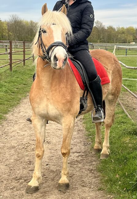 Haflinger Stute 8 Jahre, Koko, Horses For Sale, Mönchengladbach