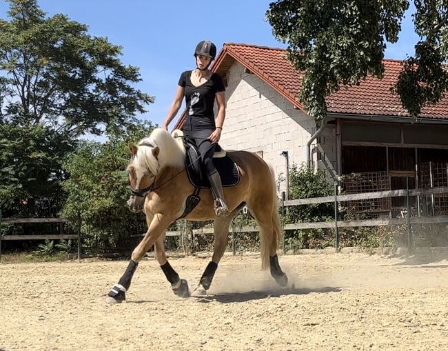 Haflingerstute Herzenspferd, Teresa Laubner, Horses For Sale, Schönau an der Triesting , Image 8