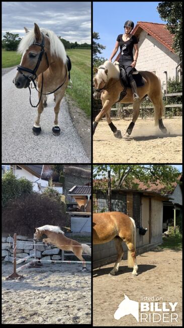 Haflingerstute Herzenspferd, Teresa Laubner, Horses For Sale, Schönau an der Triesting , Image 10