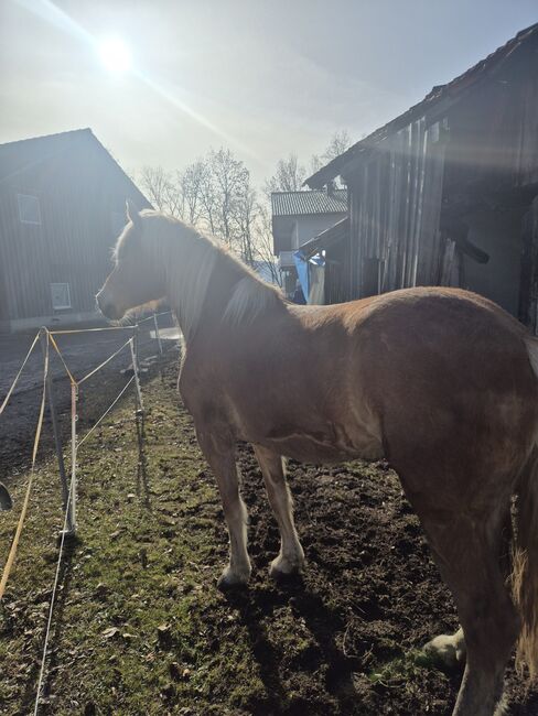 Haflingerstute, Celina, Horses For Sale, Hittisau
