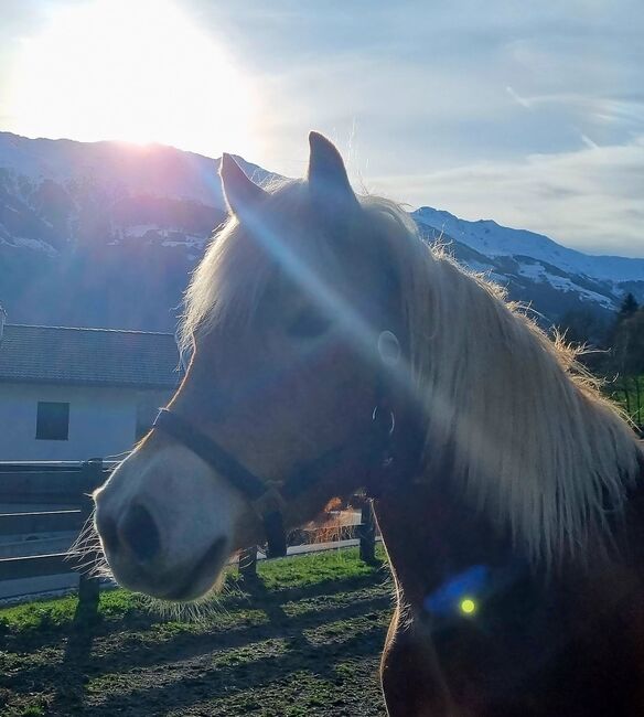 Haflinger Stute, Gutternig Peter, Horses For Sale, Oberlienz, Image 3