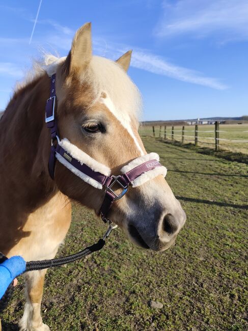 Haflinger Stute, Jasmin, Horses For Sale, Paldau , Image 4