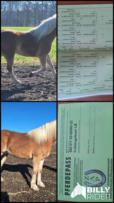 Haflinger Stute, Martin Rösner , Horses For Sale, Piberbach , Image 7