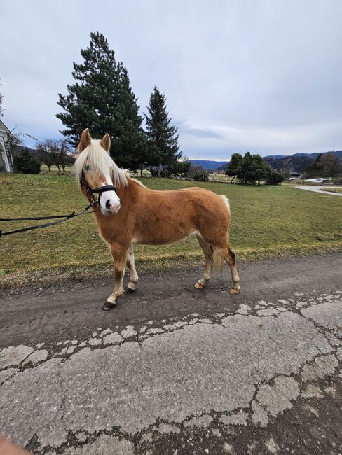 Haflingerstute, Christina , Horses For Sale, Pöls, Image 6