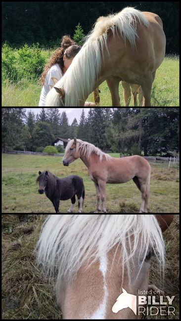 Haflingerstute, Bernadett , Horses For Sale, Polling , Image 4